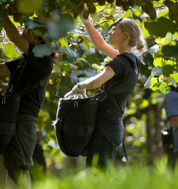 Professional Harvesting Team